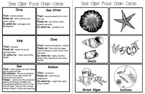 18+ Sea Otter Food Chains - Foods Sarahsoriano