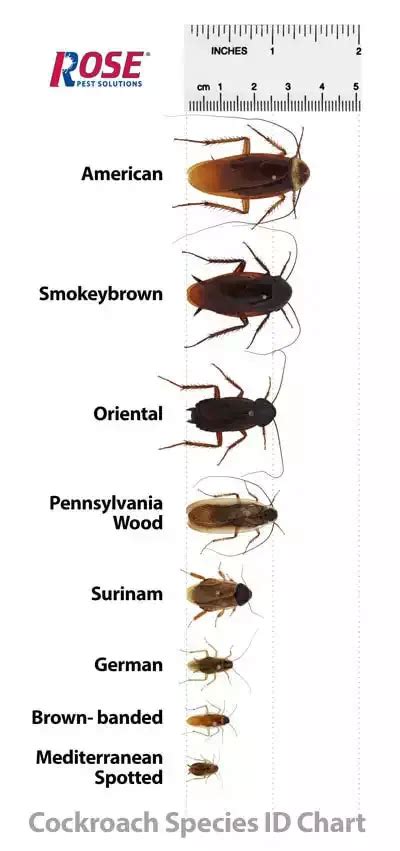 Types of Cockroaches in Indiana – Nature Blog Network