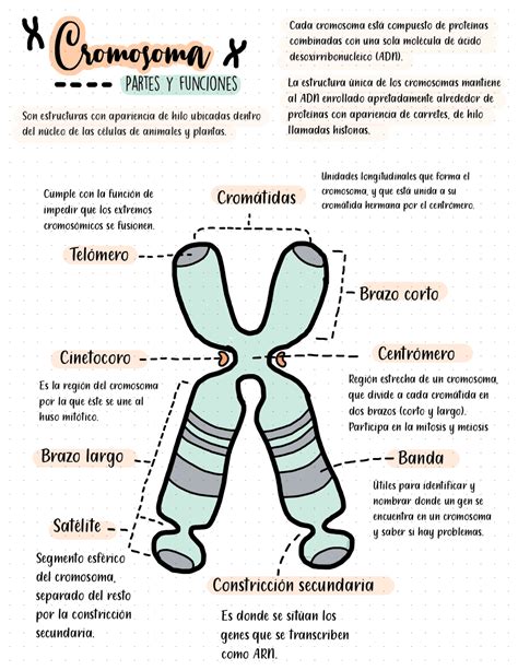 Cromosoma Partes Y Funciones - Dinami