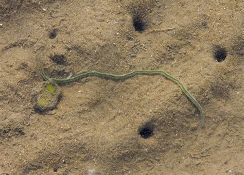 Worms - Australian Natural History Images by Christine Walsh