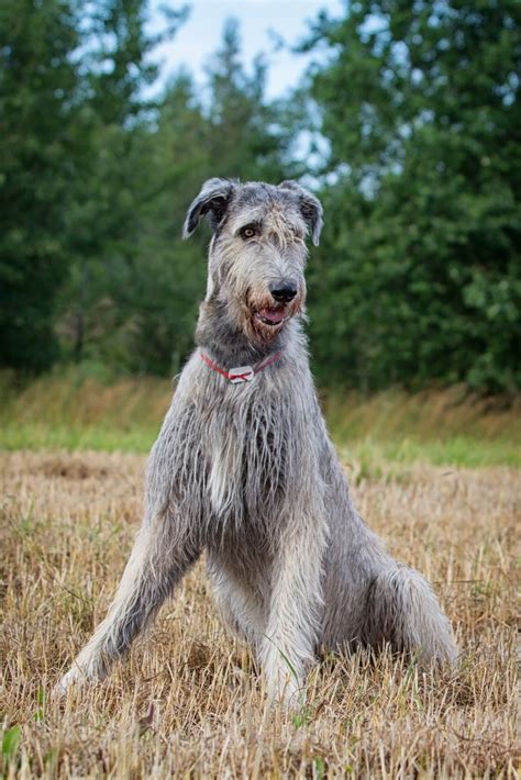 Irish Wolfhound