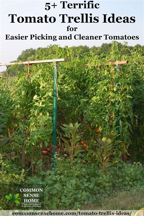 5+ Terrific Tomato Trellis Ideas for Easy Harvesting