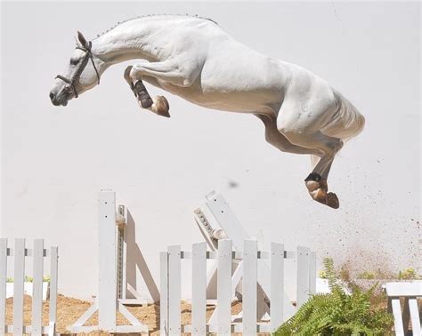 1000+ images about Horses Free jumping on Pinterest | Horses for sale, Posts and Grand prix