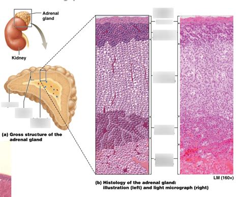 Anatomy Of The Adrenal Glands Diagram Quizlet | The Best Porn Website