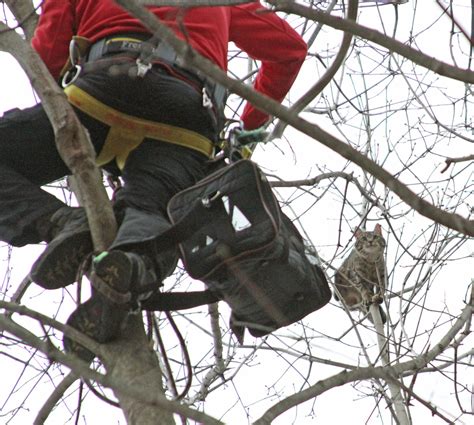 Cat in Tree Quickly Warms Up To ARL Rescue Team - Animal Rescue League of Boston