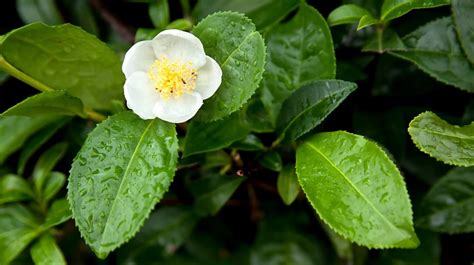 Camellia sinensis Leaf Extract: Benefits, Uses, and Side Effects