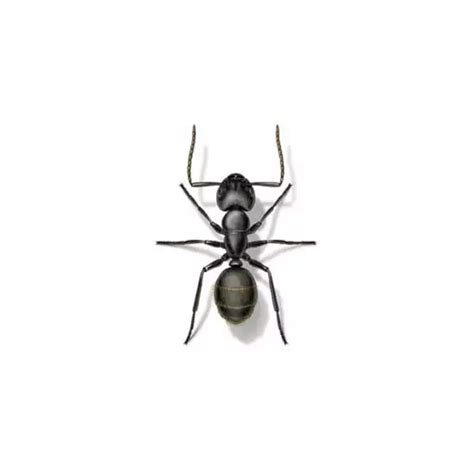 Carpenter Ant Identification | Carpenter Ants in Central & Eastern Virginia