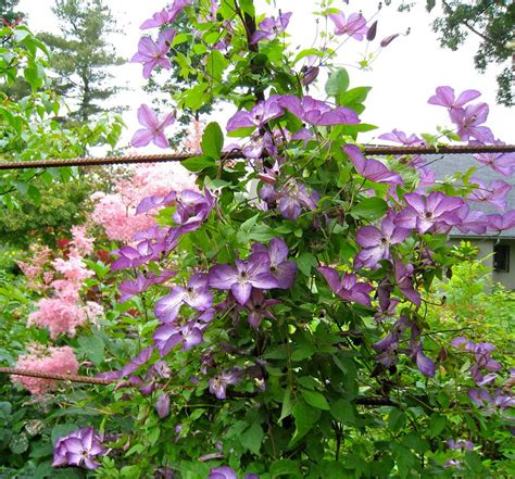 Clematis - One Of The Best Climbing Vines | Garden Pics and Tips