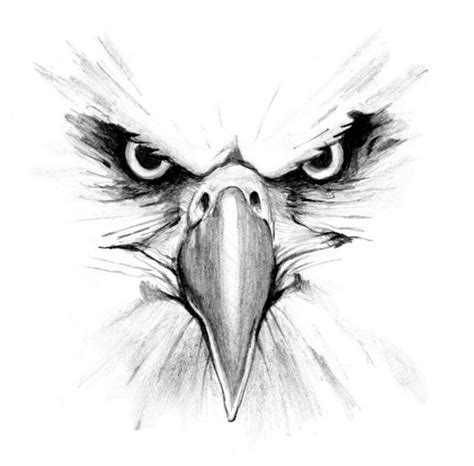 Eagle Drawings - Bing Images | Eagle drawing, Drawings, Eagle face