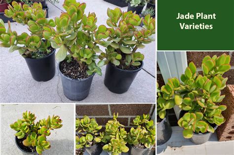 Jade Plant Varieties | Different Types & Kinds Of Jade Species ...