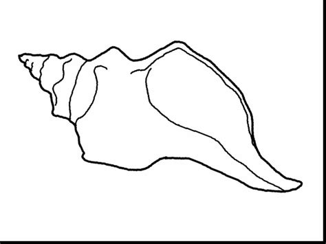 Conch Shell Drawing at GetDrawings | Free download