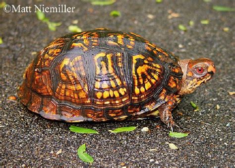 Eastern Box Turtle | State of Tennessee, Wildlife Resources Agency