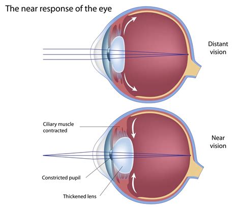 The Anatomy and working of the Eye - Charl Laas Optometrists