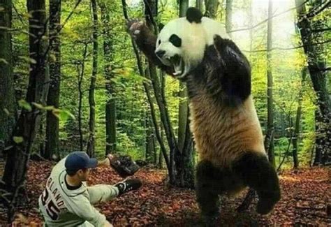 Breaking news: wild Panda mauls Verlander. : SFGiants