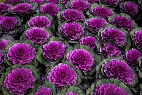 Cabbage Flower » Everything You Want to Know