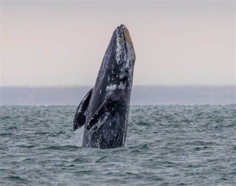 How To See the Gray Whale Migration and Help Save a Life | The Marine Mammal Center