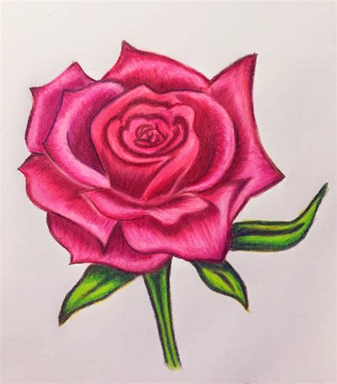 Pencil Drawing Of A Rose at GetDrawings | Free download