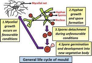 What is Dimorphic Fungi? Dimorphic Life Cycle, Examples & Transmission - Biology Reader