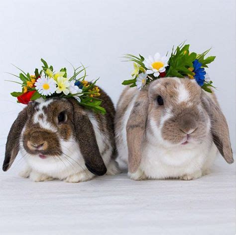 94 Animals with flower crowns ideas | animals, cute animals, animals ...