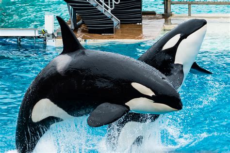 Orcas Leaping - Seaworld Photo (39754131) - Fanpop