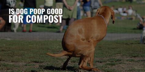 Is Dog Poop Good For Compost – Plants, Enzymes & DIY Composting