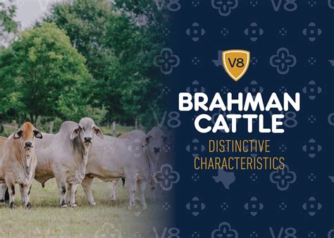 Distinctive Brahman Cattle Characteristics | V8 Ranch