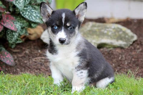 The Corgi Husky Mix – All About The Cutest Mix Of Breeds