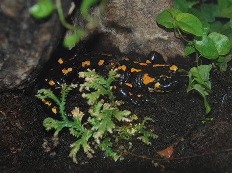 The Online Zoo - Fire Salamander