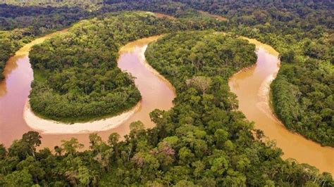 Hutan Amazon Terbakar, Simak Deretan Fakta Hutan Hujan Terluas dan Paru-paru Dunia Terbesar Ini ...