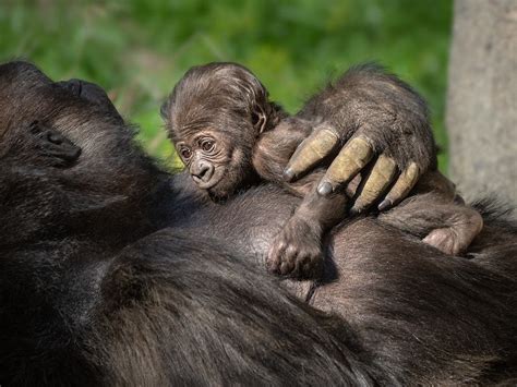 It's A Girl! She's The First Gorilla Born In LA Zoo In 20 Years | Echo Park, CA Patch