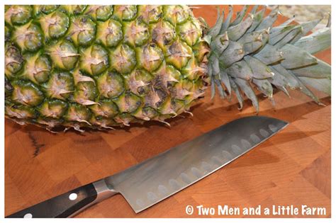 Two Men and a Little Farm: HOW TO PROPAGATE A PINEAPPLE