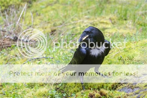 Raven - Birding in BC Community