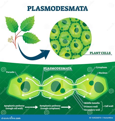 Plasmodesmata Cartoons, Illustrations & Vector Stock Images - 13 ...