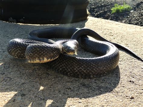 PA HERP IDENTIFICATION » Eastern Ratsnake