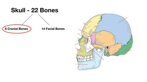 Floor Of Skull Labeled Diagram Topology | Viewfloor.co