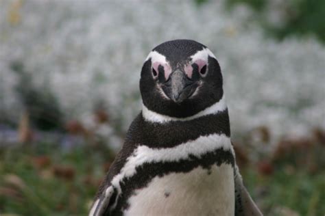 Arrogant Penguin Stock Photo - Download Image Now - Animal, Animal Wildlife, Animals In The Wild ...