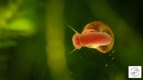 What Do Aquarium Snails Eat? (The Complete Guide)