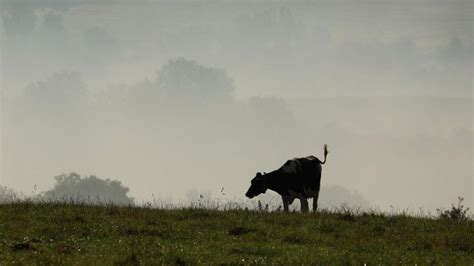 Bluetongue Disease Outbreak in Europe: Implications for Livestock and Possible Solutions - Archyde