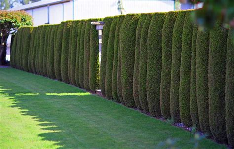 Cedar trees: Top Tips for Cedar Planting // Fraser Valley Cedars