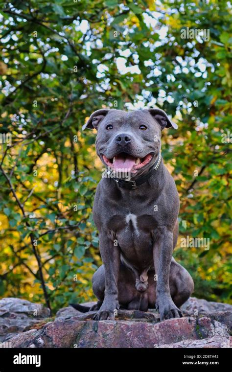 Muscular Staffordshire Bull Terrier Sits on Rock in Forest Nature during Autumn. Smiling Blue ...