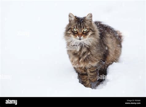 Tabby cat in snow Stock Photo - Alamy