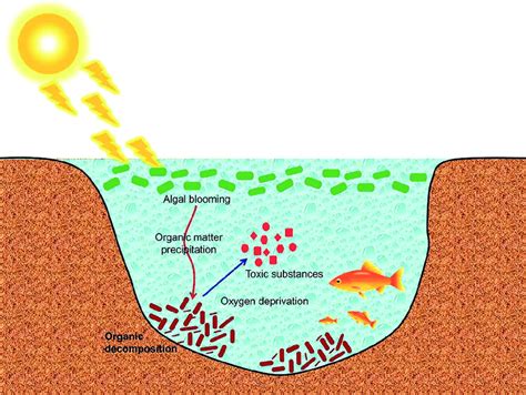 Eutrophication process [62]. | Download Scientific Diagram