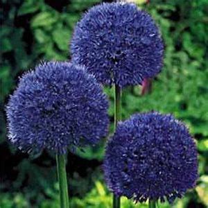 100 PCS Garden Outdoor Giant Allium Giganteum Beautiful Flower Seeds B — USA Garden Center