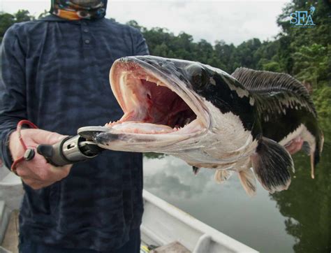 Snakehead fish - displaymilo