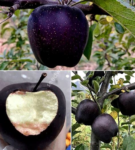 Rare 30 Black Diamond Apple Seeds Heirloom Exotic Garden Fruit | Etsy