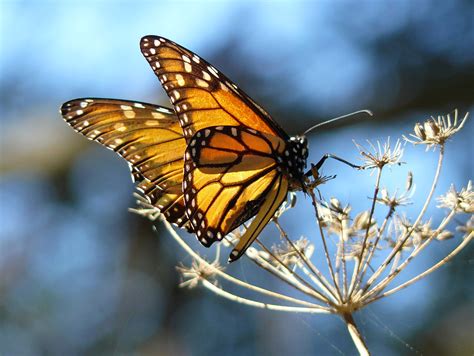 File:Monarch Butterfly resting on fennel, at the Pismo Butterfly Grove, California.jpg ...