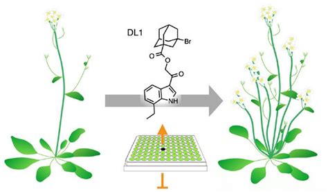 Discovery of Shoot Branching Regulator Targeting Strigolactone Receptor DWARF14 | Organic ...