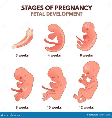 Human Embryo Development Stages