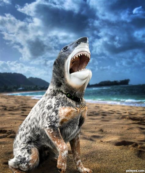 Shark Dog Hybrid