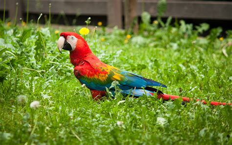 Hyacinth Macaw Wallpaper - WallpaperSafari